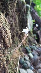 Didymoplexis pallens