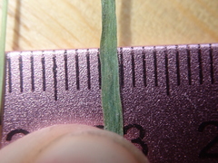 Alopecurus carolinianus