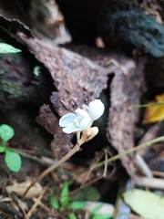 Didymoplexis pallens