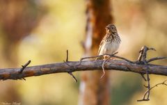 Anthus trivialis