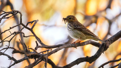 Anthus trivialis