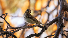 Anthus trivialis