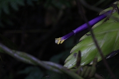 Tillandsia fasciculata image