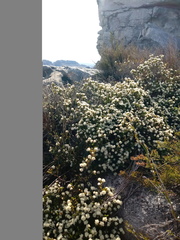 Lachnaea naviculifolia