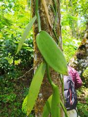 Vanilla planifolia