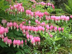Lamprocapnos spectabilis