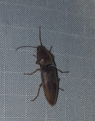Orthostethus