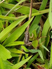 Leucostethus fraterdanieli