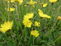 Pilosella macranthela