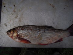 Leuciscus idus
