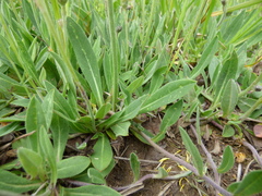 Pilosella macranthela