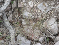 Euphorbia bilobata