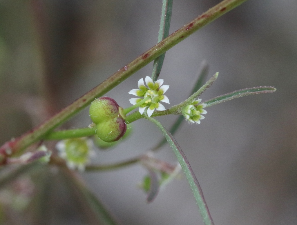 blackseed spurge