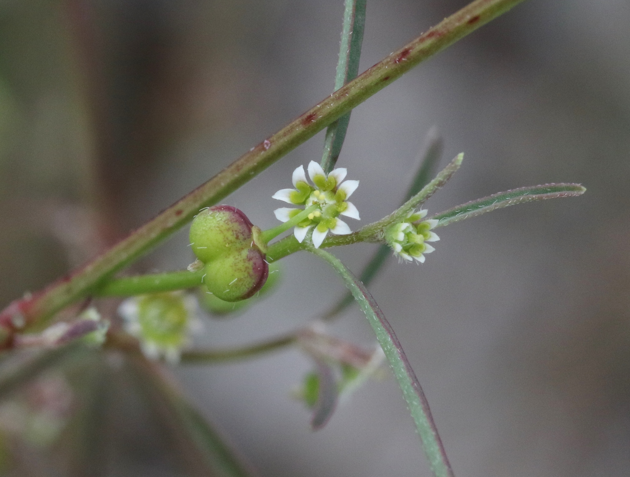 Euphorbia bilobata