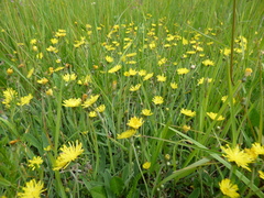 Pilosella macranthela