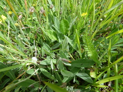 Pilosella macranthela