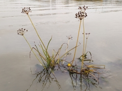 Butomus umbellatus