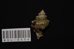 Hexaplex trunculus image
