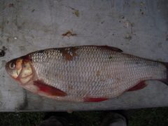 Leuciscus idus