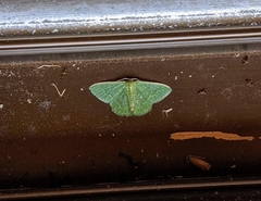 Phaiogramma faustinata