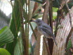 Thamnophilus murinus