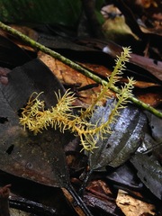 Penicilliopsis clavariiformis