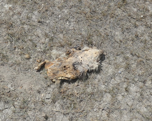 American Badger photographed in Montana