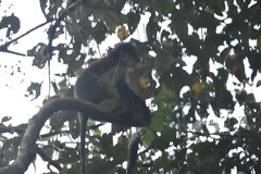 Trachypithecus phayrei