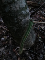 Acanthocereus hesperius