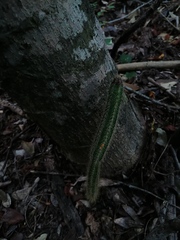 Acanthocereus hesperius