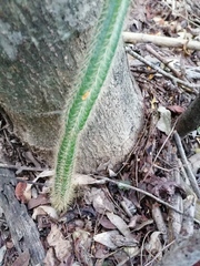 Acanthocereus hesperius