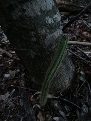 Acanthocereus hesperius