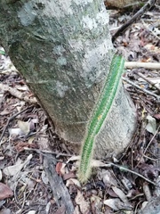 Acanthocereus hesperius