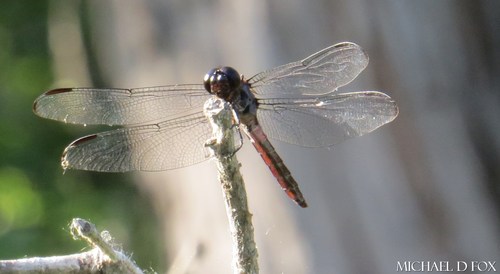 Photo of Roseate Skimmer (Orthemis ferruginea)