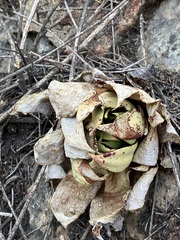 Dudleya brittonii