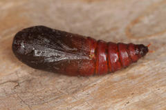 Dicranura ulmi