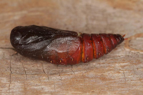 Dicranura ulmi