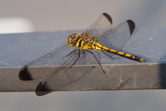 Sympetrum infuscatum