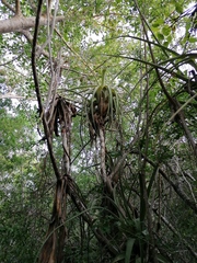 Tillandsia huamelulaensis