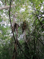 Tillandsia huamelulaensis