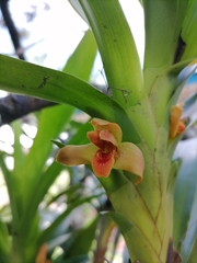Maxillaria elatior