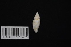 Mitridae