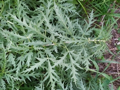 Urtica cannabina