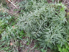 Urtica cannabina