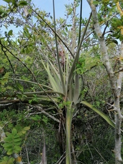 Tillandsia huamelulaensis