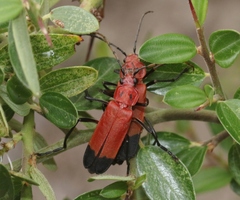 Chauliognathus lecontei