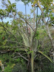 Tillandsia huamelulaensis