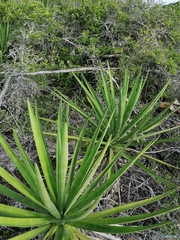 Agave karwinskii