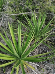 Agave karwinskii