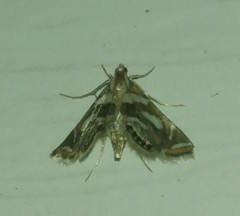 Chrysendeton medicinalis